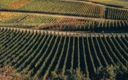 U HRVATSKOJ JE 100 TISUĆA HEKTARA ZAPUŠTENOG ZEMLJIŠTA: HUP PREDLAŽE ČETIRI MODELA