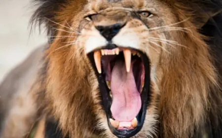 TRAGEDIJA KRAJ NACIONALNOG PARKA: TINEJDŽERKU UBIO LAV