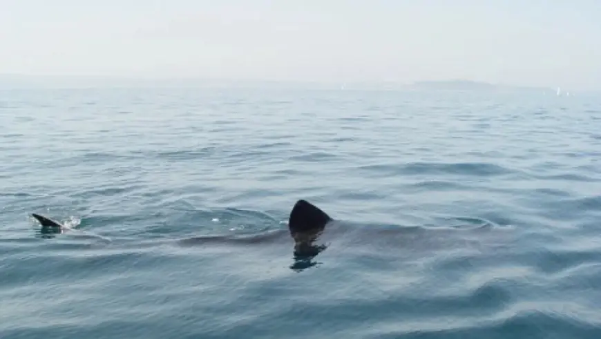 U JADRANU SNIMLJEN VELIKI MORSKI PAS: "UMRO BIH OD STRAHA DA A VIDIN BLIZU"