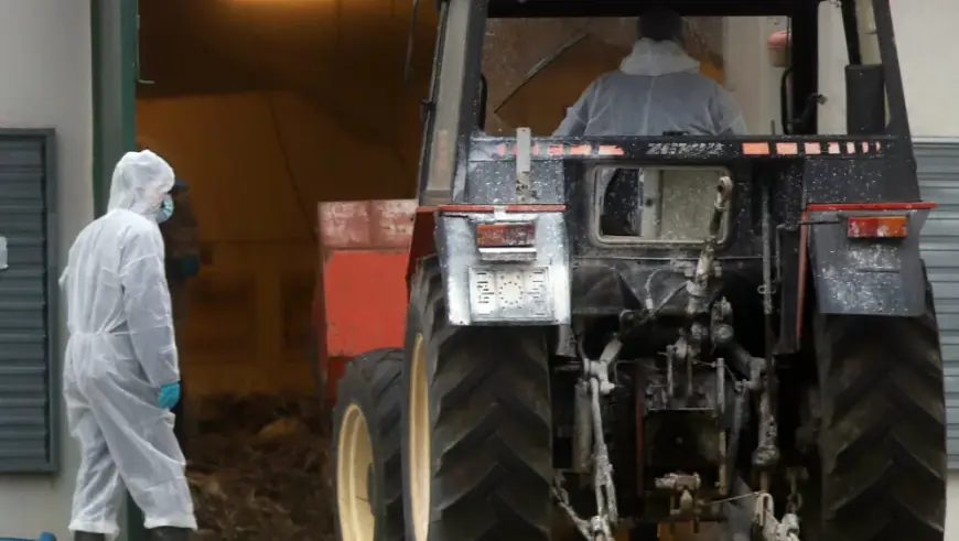 UPOZORENJE ZBOG VIRUSA KOJI SE NEKONTROLIRANO ŠIRI FARMAMA: "NA RUBU SMO PANDEMIJE"