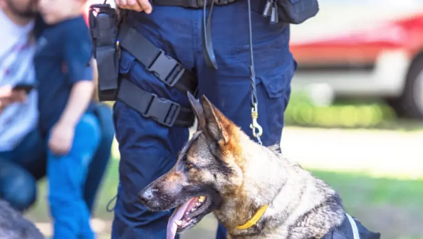 STRAVIČAN SLUČAJ NA NAŠEM OTOKU: MUŠKARAC NA UZICI VUKAO MRTVOG PSA, DRUGOG MUČIO I UDARAO