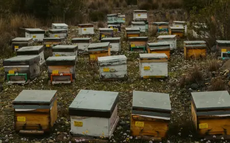 PREVRNUO SE KAMION S KOŠNICAMA: 250 MILIJUNA PČELA NAPRAVILO KAOS NA CESTI