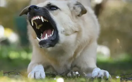 UMRLA JE ŽENA KOJU JE U OŽUJKU NAPAO ČOPOR PASA