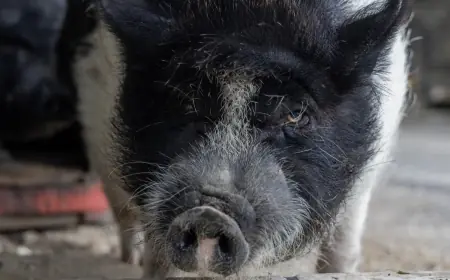 POJAVILA SE AFRIČKA SVINJSKA KUGA: POTVRĐENA NA SVINJAMA U VUKOVARSKO-SRIJEMSKOJ ŽUPANIJI