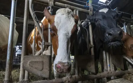 POTVĐEN PRVI SLUČAJ BOLESTI PLAVOG JEZIKA U HRVATSKOJ!
