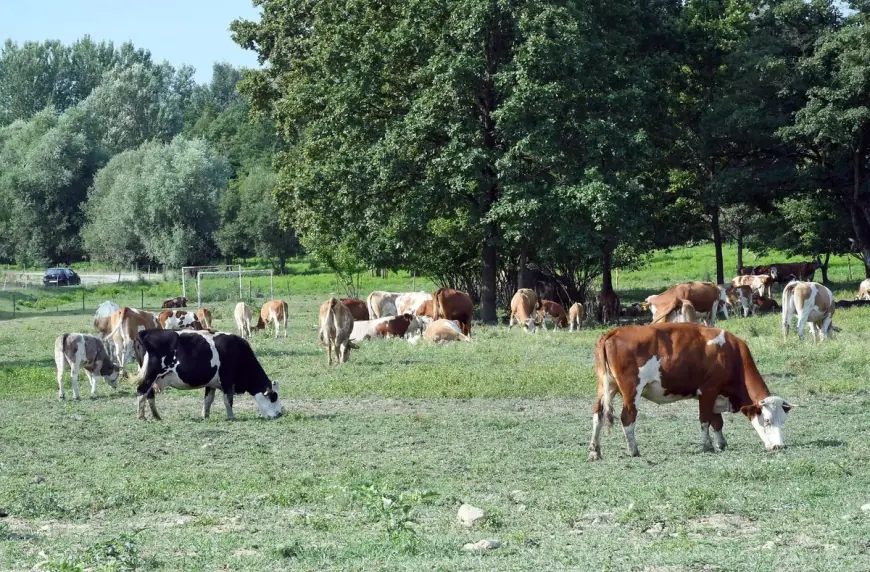POTVRĐENA ČETIRI NOVA SLUČAJA BEDRENICE