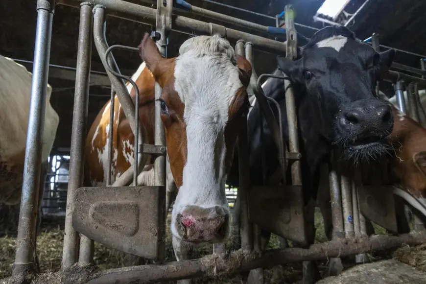 POTVĐEN PRVI SLUČAJ BOLESTI PLAVOG JEZIKA U HRVATSKOJ!