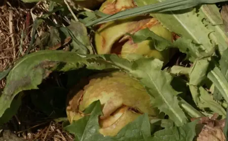 SUŠA I KLIMATSKE PROMJENE UBIJAJU POLJOPRIVREDU: "OVO JE ČETVRTA GODINA I MNOGI ĆE ODUSTATI"