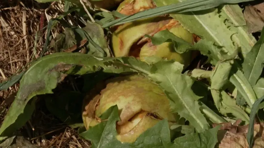 SUŠA I KLIMATSKE PROMJENE UBIJAJU POLJOPRIVREDU: "OVO JE ČETVRTA GODINA I MNOGI ĆE ODUSTATI"