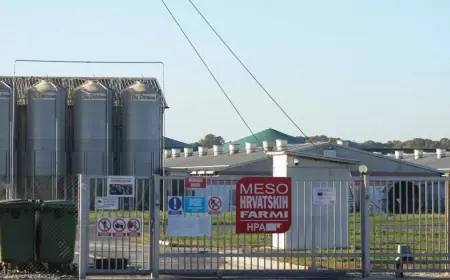 GOTOVO 10 TISUĆA SVINJA BIT ĆE EUTANAZIRANO NAKON POJAVE VIRUSA: OGLASILI SE IZ UPRAVE BELJA