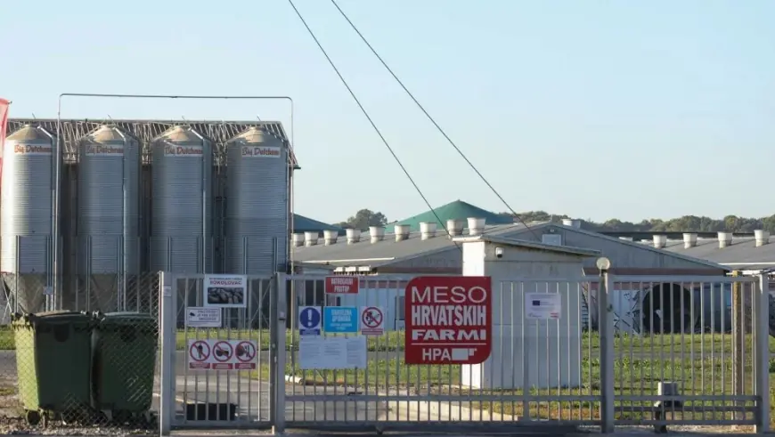 GOTOVO 10 TISUĆA SVINJA BIT ĆE EUTANAZIRANO NAKON POJAVE VIRUSA: OGLASILI SE IZ UPRAVE BELJA