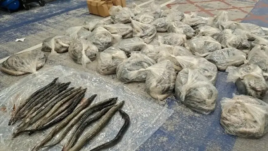 VELIKA OPERACIJA 20-ak ZEMALJA RAZBILA GLOBALNI KRIJUMČARSKI LANAC: ZAPLIJENILI 22 TONE SLATKOVODNIH JEGULJA