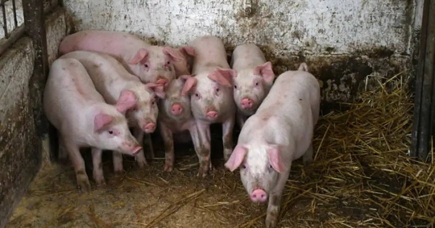 AFRIČKA SVINJSKA KUGA POTVRĐENA U BiH, BLIZU GRANICE S RH