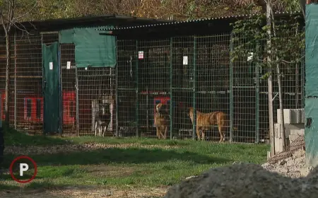 UŽAS NA SJEVERU HRVATSKE: "NOGE SU MU BILE OGLOĐENE DO KOSTIJU S OGROMNIM RANAMA, ŽELUDAC PUN KAMENJA"