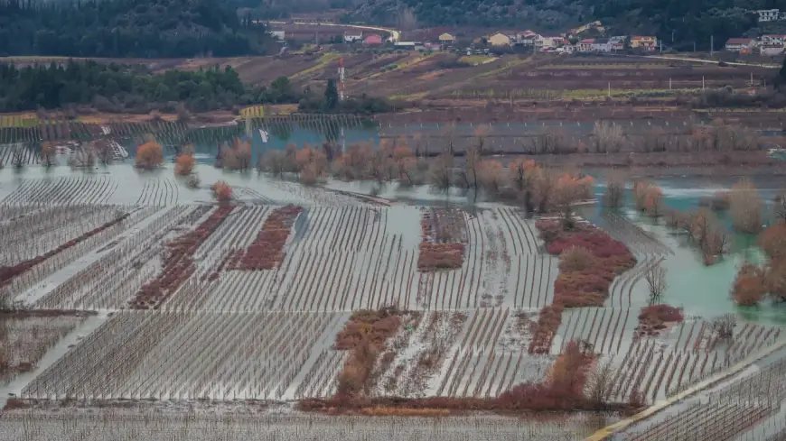 U VRGORCU POPLAVLJENO POLA MILIJUNA ČOKOTA VINOVE LOZE, ČEKA SE PROJEKT ODVODNJE