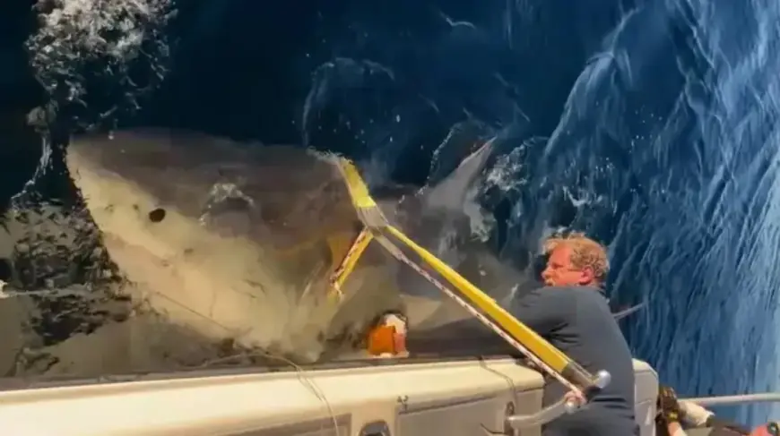 SNIMLJENA NAJVEĆA BIJELA PSINA IKADA: UOČENA U BLIZINI OBALE POPULARNE TURISTIČKE DESTINACIJE