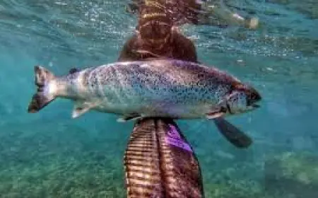 DIVLJI LOSOSI POD UTJECAJEM KOKAINA PRELAZE VEĆE UDALJENOSTI