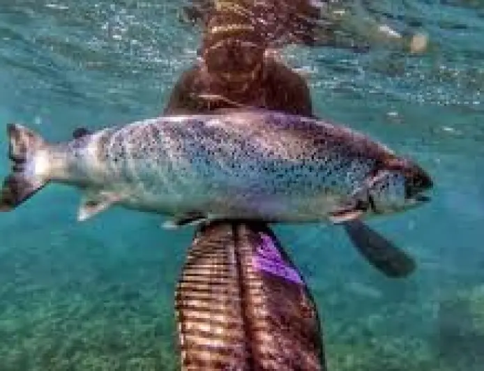 DIVLJI LOSOSI POD UTJECAJEM KOKAINA PRELAZE VEĆE UDALJENOSTI