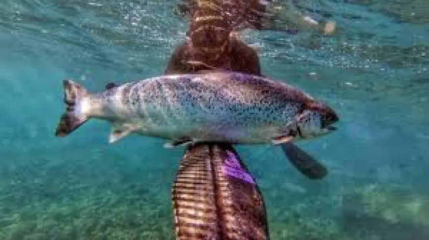 DIVLJI LOSOSI POD UTJECAJEM KOKAINA PRELAZE VEĆE UDALJENOSTI