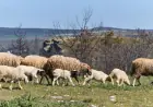 NESVAKIDAŠNJA NESREĆA U SLAVONIJI: VOZIO PIJAN PA UDARIO U STADO OVACA, 20 IH JE UGINULO