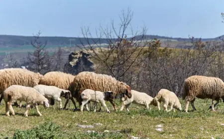 NESVAKIDAŠNJA NESREĆA U SLAVONIJI: VOZIO PIJAN PA UDARIO U STADO OVACA, 20 IH JE UGINULO