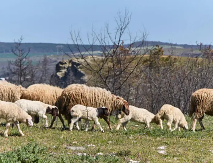 NESVAKIDAŠNJA NESREĆA U SLAVONIJI: VOZIO PIJAN PA UDARIO U STADO OVACA, 20 IH JE UGINULO