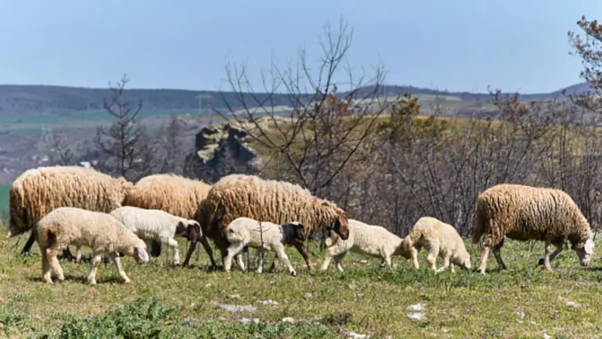 NESVAKIDAŠNJA NESREĆA U SLAVONIJI: VOZIO PIJAN PA UDARIO U STADO OVACA, 20 IH JE UGINULO