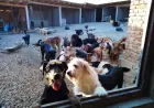 ŠEFICA UDRUGE KOD SISKA UHIĆENA ZBOG IZGLADNJIVANJA I MUČENJA PASA. SAMA IH DRŽALA 90