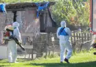 POTVRĐEN NOVI SLUČAJ AFRIČKE SVINJSKE KUGE, USMRTIT ĆE SE 62 ŽIVOTINJE NA IMANJU U IVANOVU