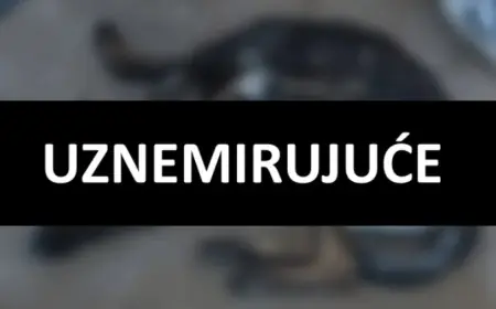 UŽAS U BALAMA: VATROGASAC MUČIO I IZGLADNJIVAO SVOJA DVA PSA DO SMRTI