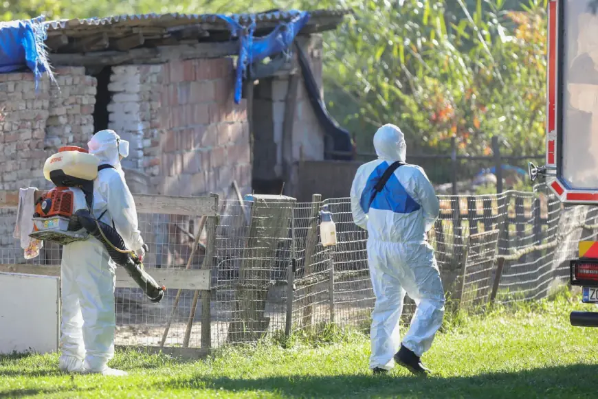 POTVRĐEN NOVI SLUČAJ AFRIČKE SVINJSKE KUGE, USMRTIT ĆE SE 62 ŽIVOTINJE NA IMANJU U IVANOVU