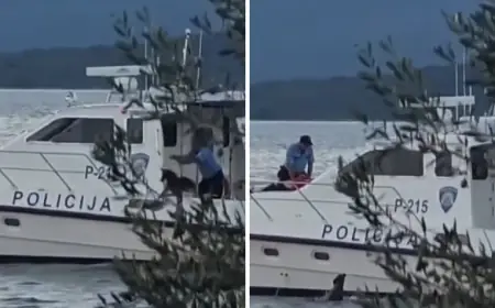 PAS BAČEN S POLICIJSKOG BRODA. SVJEDOK. PLIVAO JE ZA NJIMA, MI SMO GA SPASILI