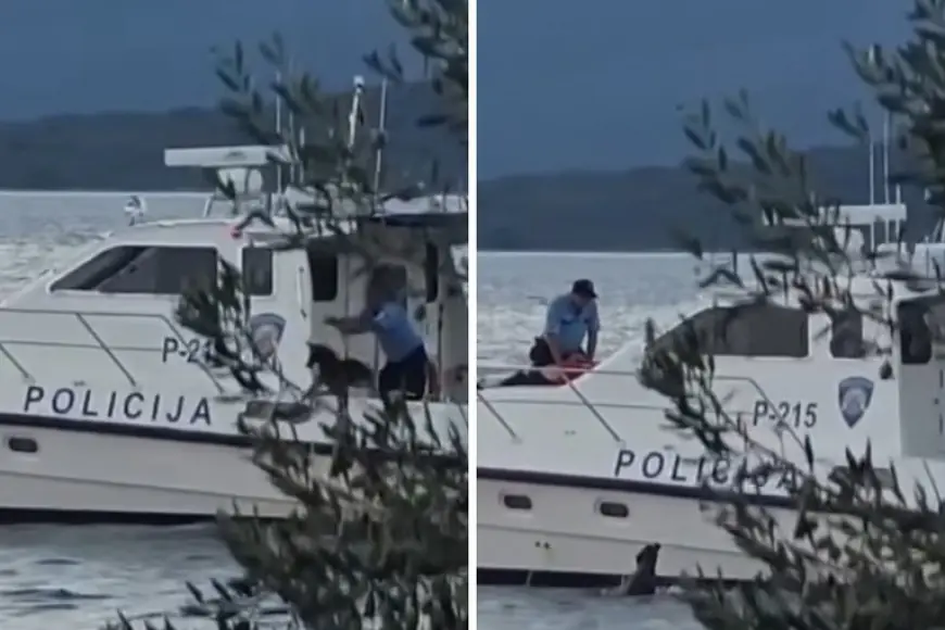PAS BAČEN S POLICIJSKOG BRODA. SVJEDOK. PLIVAO JE ZA NJIMA, MI SMO GA SPASILI