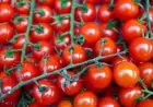 OPASNE RAJČICE PRODAJU SE I U HRVATSKOJ! VIŠE OD 130 LJUDI ZARAŽENO SALMONELOM U ITALIJI
